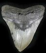 Huge, Serrated Megalodon Tooth - North Carolina #24436-1